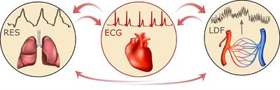 Coherence and Coupling Functions Reveal Microvascular Impairment in Treated Hypertension